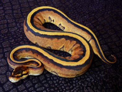 repstylin_captive_bred_designer_morph_pet_python_snakes002001.jpg