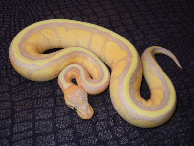 repstylin_captive_bred_designer_morph_pet_python_snakes002014.jpg