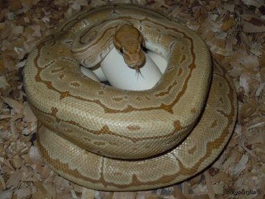 repstylin_captive_bred_designer_morph_pet_python_snakes006014.jpg